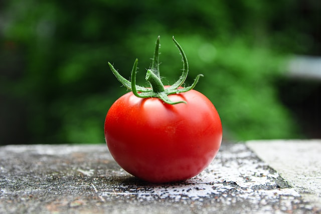 curiosite-sur-la-tomate-et-ses-origines