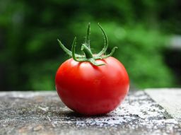 curiosite-sur-la-tomate-et-ses-origines
